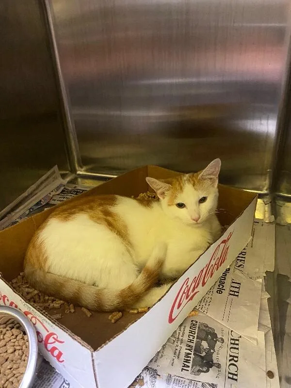 A young medium-sized male Domestic Short Hair cat named Muenster for adoption in Jackson, TN