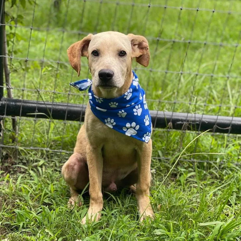A young medium-sized male Yellow / Tan / Blond / Fawn Labrador Retriever dog named Granola for adoption in Austin, TX