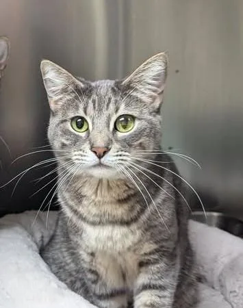 Apollo  Bonded Pair thumbnail 2