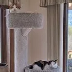 Snickers thumbnail 2