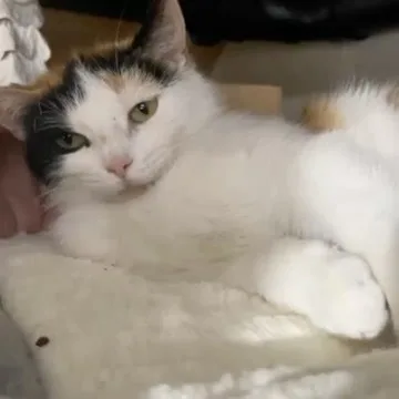 A young medium-sized female Calico Domestic Short Hair cat named Snickers for adoption in Menasha, WI