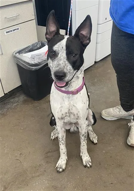 A young large-sized male Mixed Breed dog named Ghost for adoption in Dallas, TX