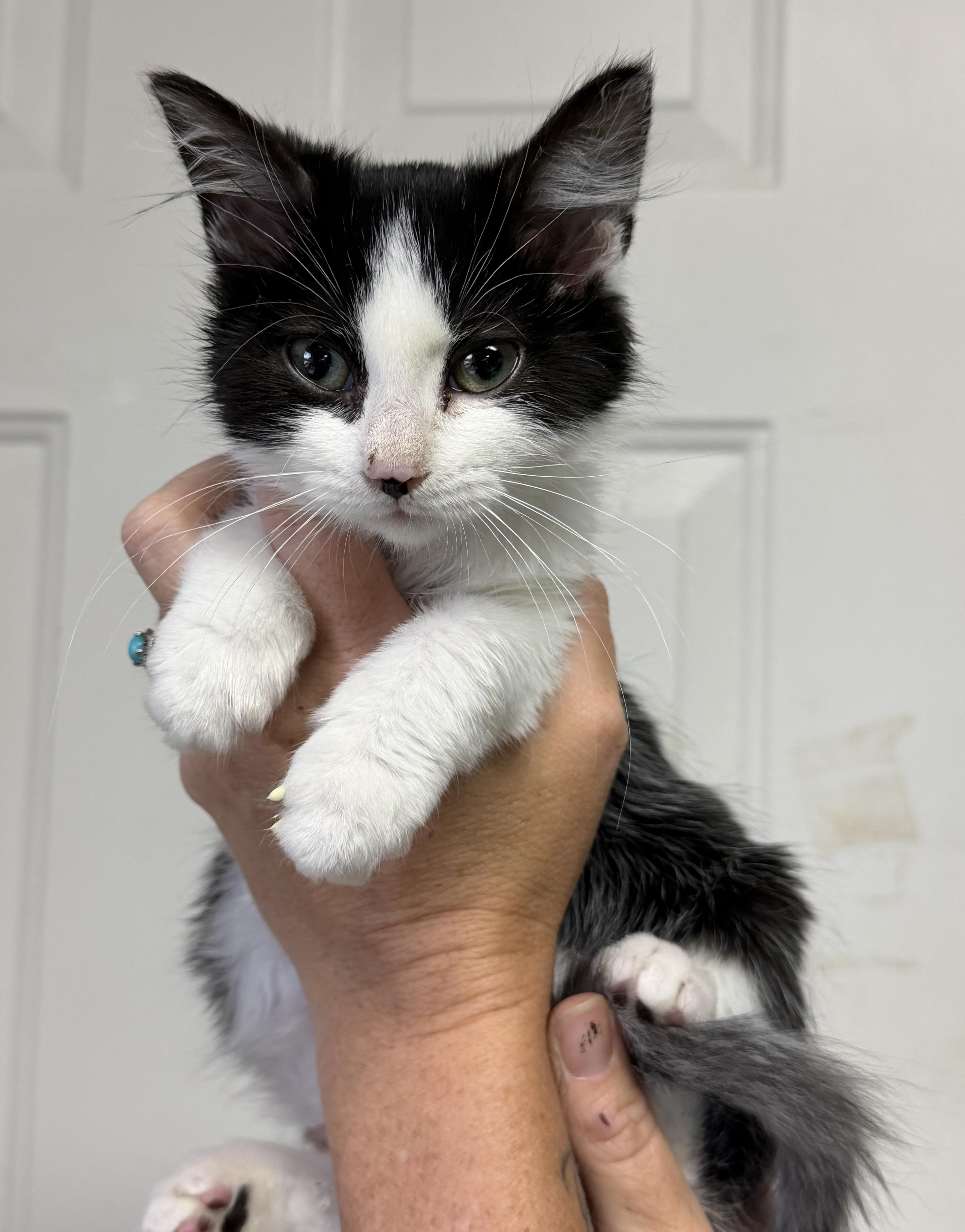 A baby medium-sized female Tuxedo cat named Rogue for adoption in Columbia, SC