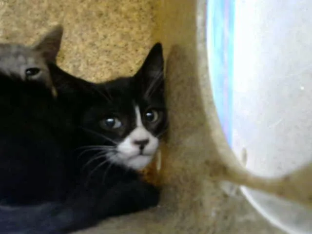 A baby small-sized male Domestic Short Hair cat named Padme for adoption in Albuquerque, NM