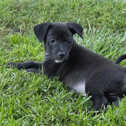 A baby small-sized male Black Terrier dog named Mordecai for adoption in Yucaipa, CA