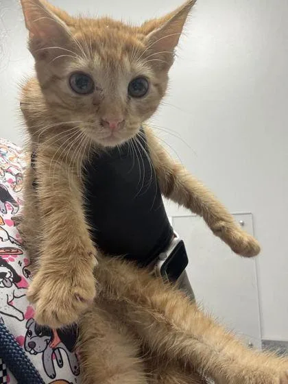 A young small-sized male Domestic Short Hair cat named Hei Hei for adoption in Sevierville, TN