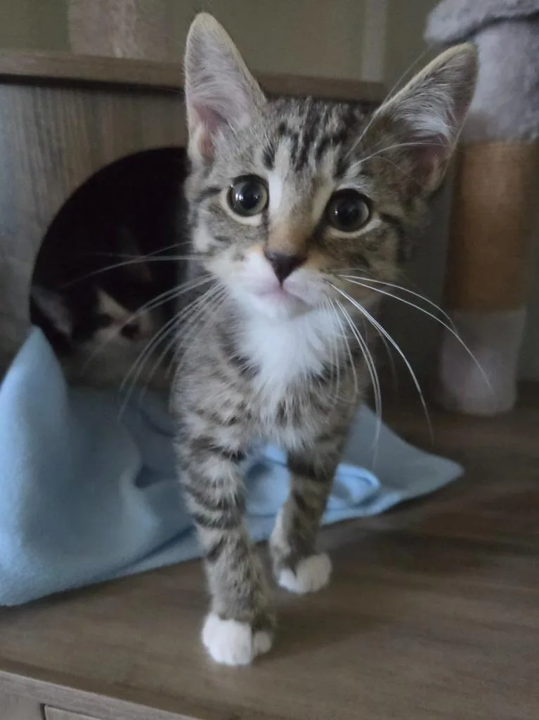 A baby small-sized male Domestic Short Hair cat named Cyclops for adoption in Liverpool, NY