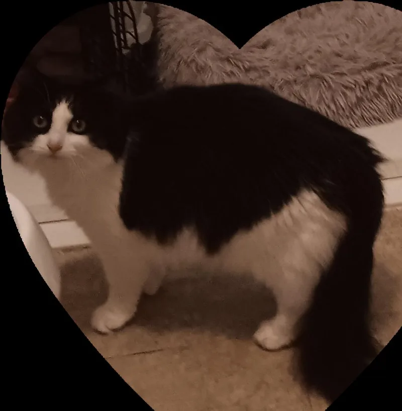 An adult medium-sized female Black & White / Tuxedo Extra-Toes Cat / Hemingway Polydactyl cat named Bandit for adoption in Floyd, VA