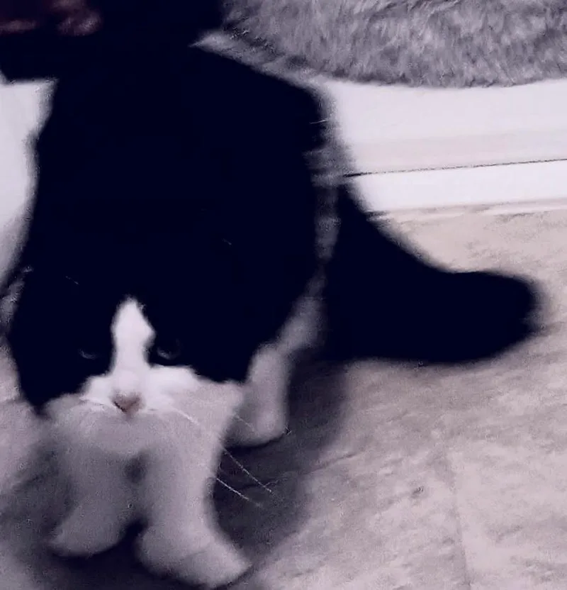 Bandit thumbnail 2