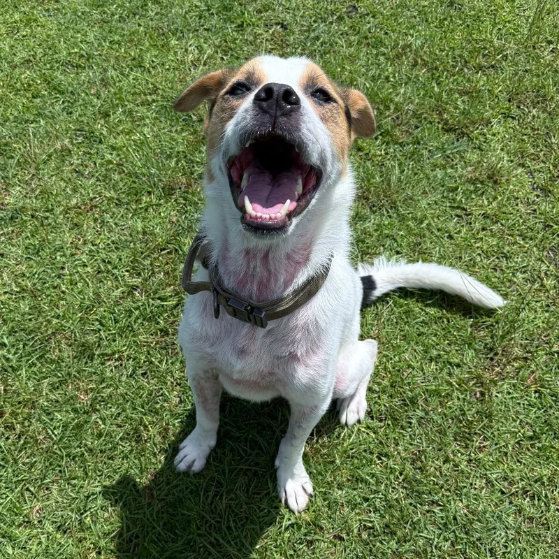 An adult large-sized male Shepherd dog named Neptune for adoption in Jacksonville, NC