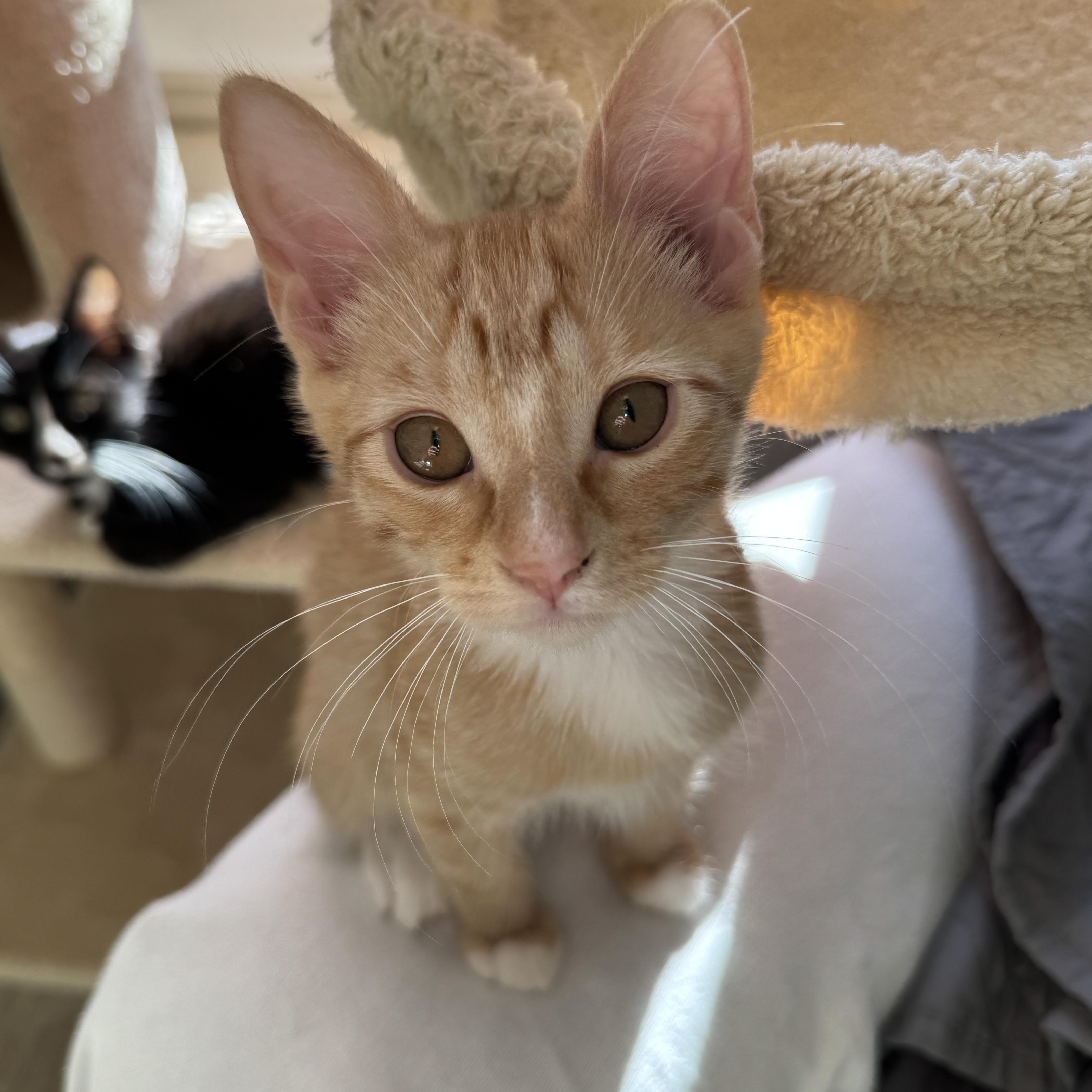 A baby medium-sized male Tabby (Orange / Red) Domestic Short Hair cat named Mango for adoption in Renton , WA
