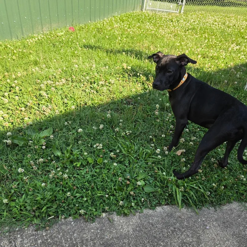 A young small-sized female Black Pit Bull Terrier dog named Posh Spice for adoption in Waldorf, MD