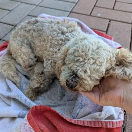 A senior small-sized female Apricot / Beige Miniature Poodle dog named Chai for adoption in Austin, TX