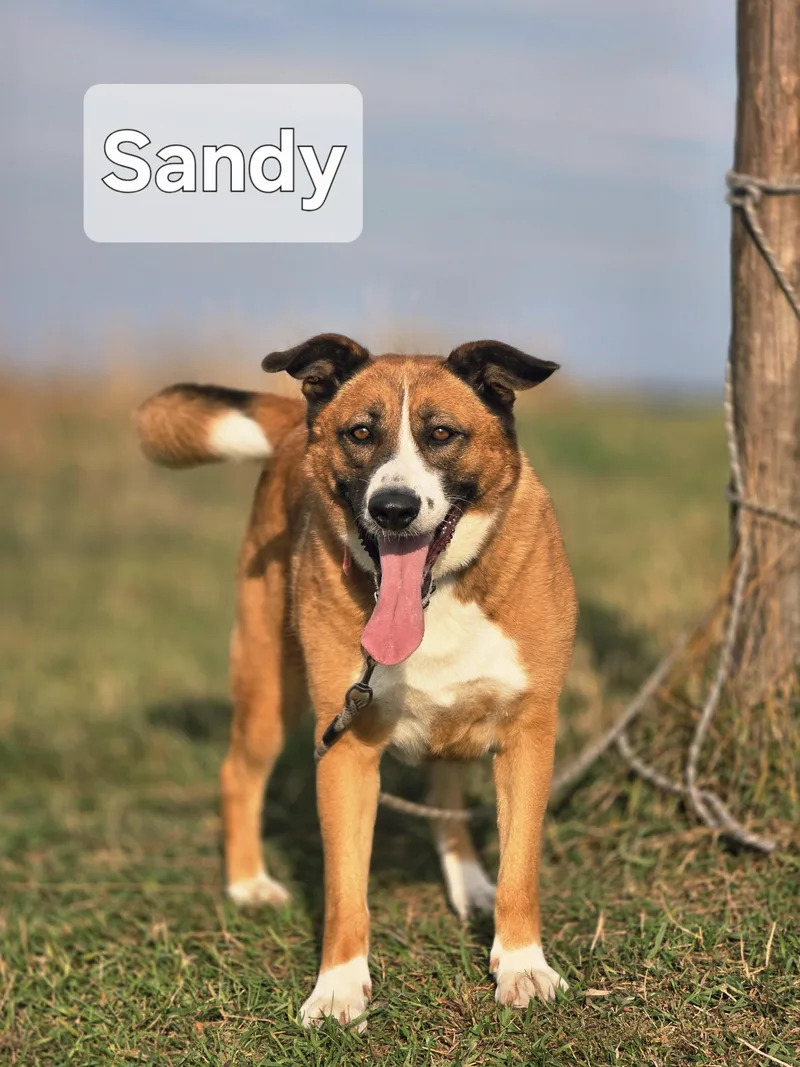 An adult large-sized female Brown / Chocolate German Shepherd Dog dog named Sandy for adoption in Walthill, NE
