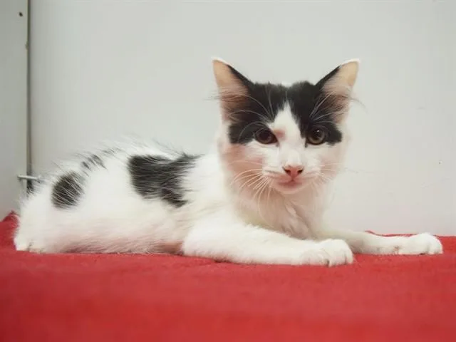 A baby small-sized female Domestic Short Hair cat named Cannoli for adoption in Sacramento, CA