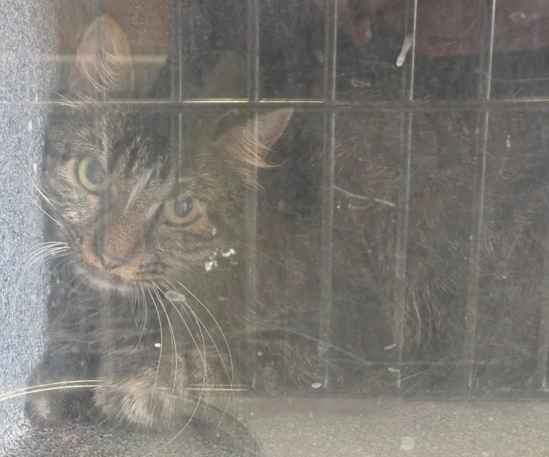 A young medium-sized male Domestic Medium Hair cat named Feral for adoption in Highland Village, TX