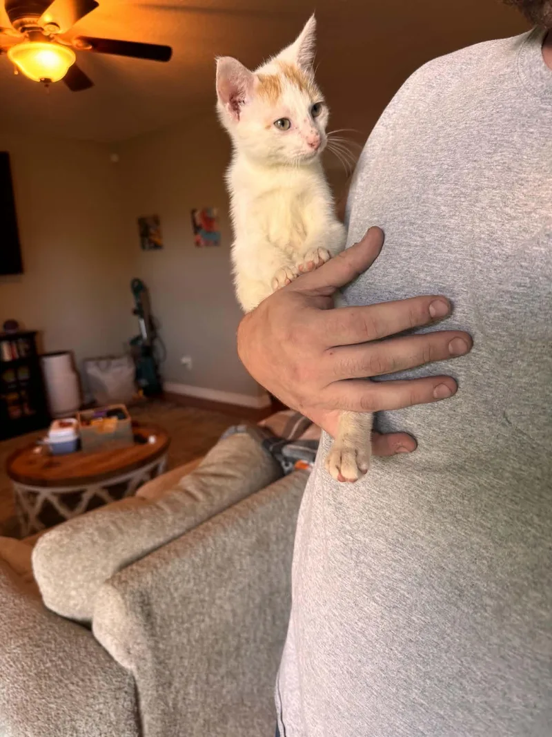 A baby small-sized male Orange & White Domestic Short Hair cat named Chippy for adoption in Barbourville, KY