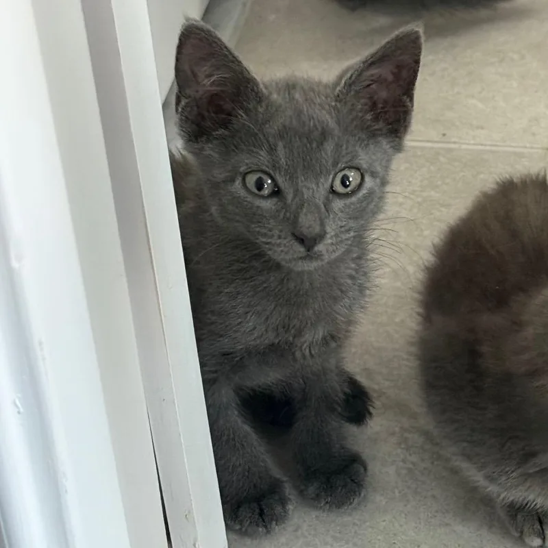 A young medium-sized male Gray / Blue / Silver Domestic Short Hair cat named Alfredo for adoption in Parkland, FL