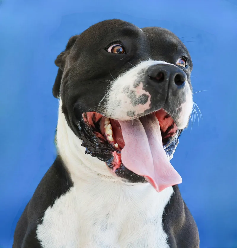 A young extra large-sized male American Staffordshire Terrier dog named Barley for adoption in Pasadena, CA