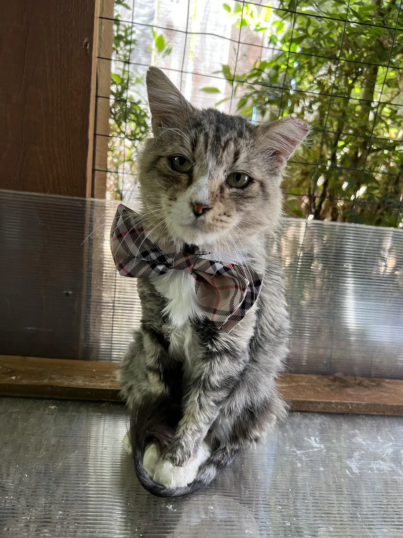 Toothless thumbnail 2