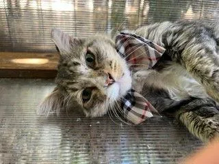 Toothless thumbnail 3