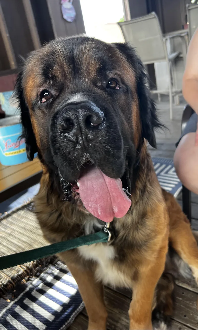 An adult extra large-sized male Apricot / Beige Mastiff dog named Chewy for adoption in Akron, OH