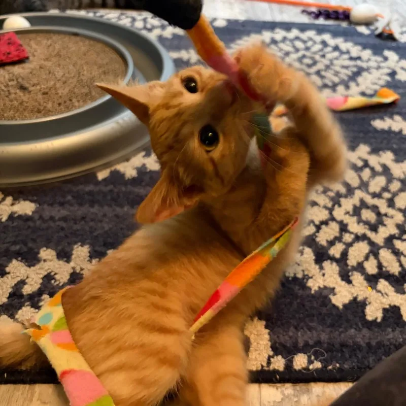 A baby small-sized female Orange / Red Domestic Short Hair cat named Elusive Butterfly for adoption in Fredericksburg, VA