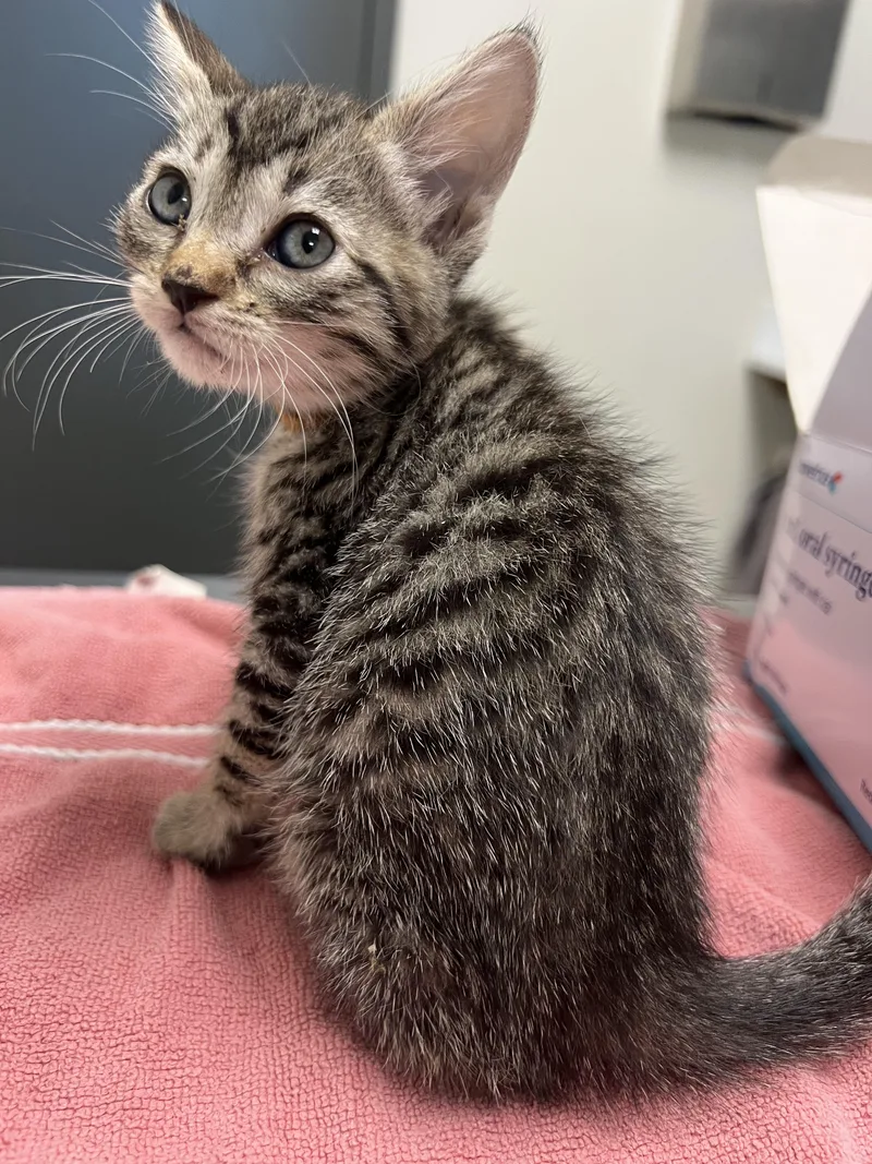 A baby small-sized female Domestic Short Hair cat named Meg for adoption in Chico, CA