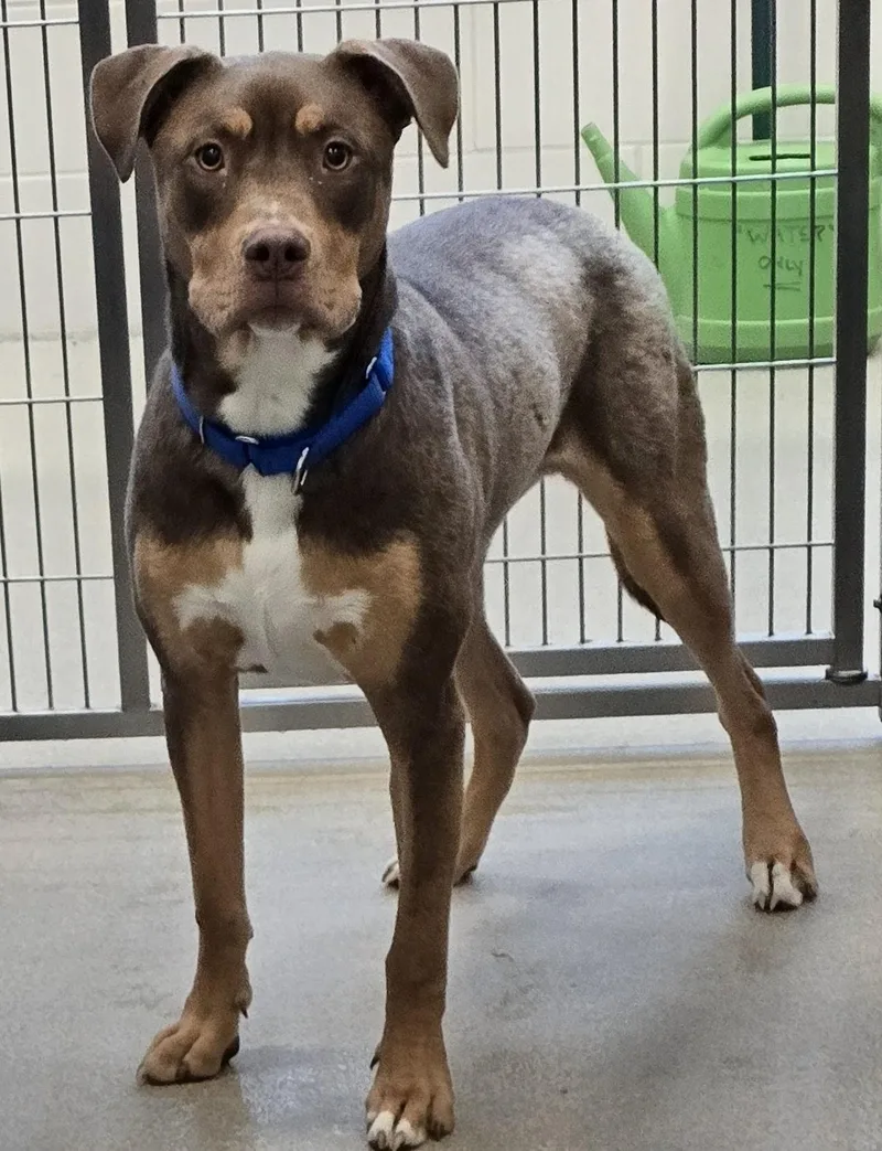 An adult large-sized male Brown / Chocolate Pit Bull Terrier dog named Apollo for adoption in Amityville, NY