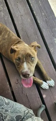 A young medium-sized male Mixed Breed dog named Bravo for adoption in Chamblee, GA