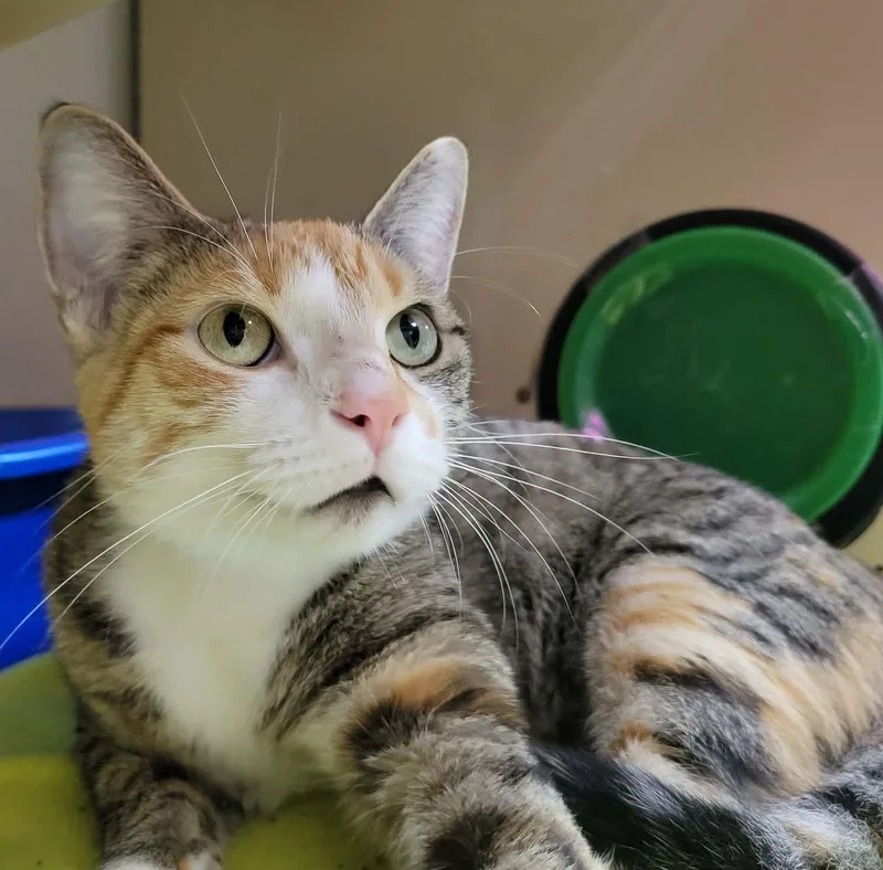 A young medium-sized female Torbie cat named Seneca for adoption in Portage, WI