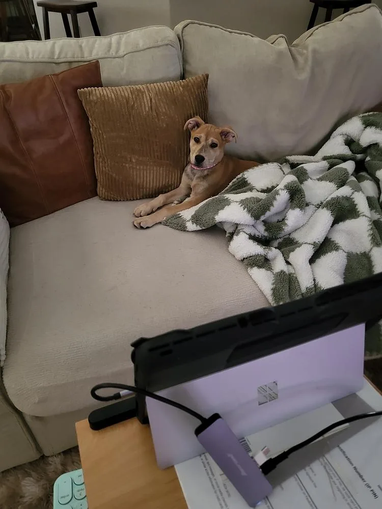 A baby small-sized female White / Cream Mixed Breed dog named Soleil for adoption in Lakeland, FL