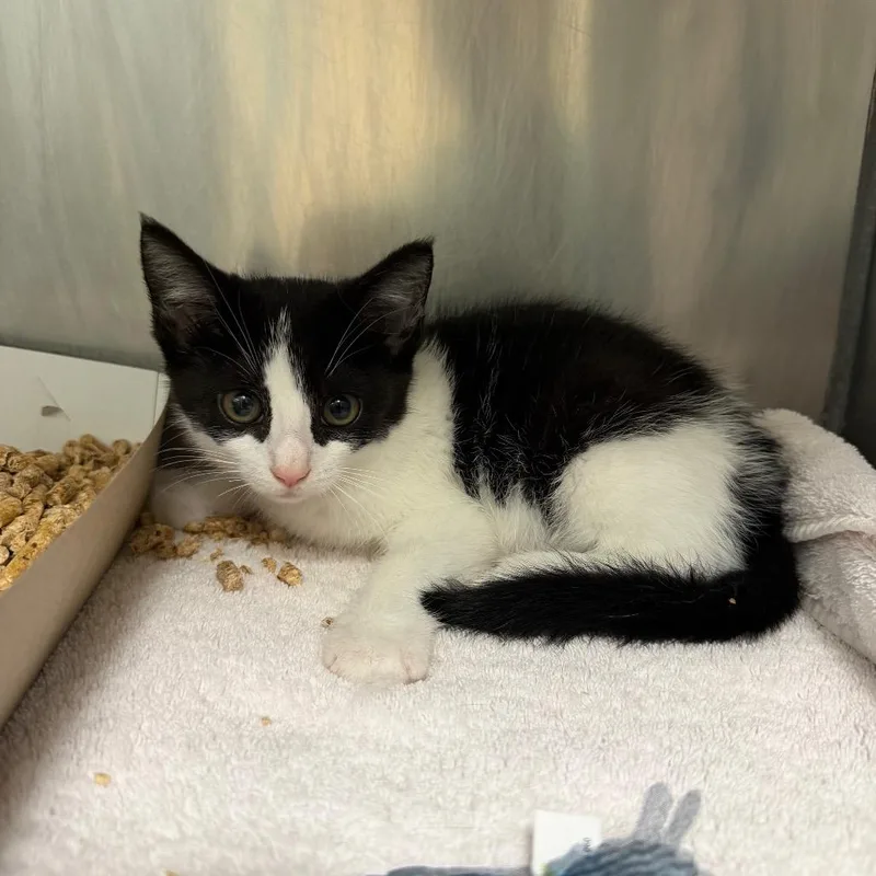A baby small-sized female White Domestic Short Hair cat named MONTStray for adoption in Perkiomenville, PA