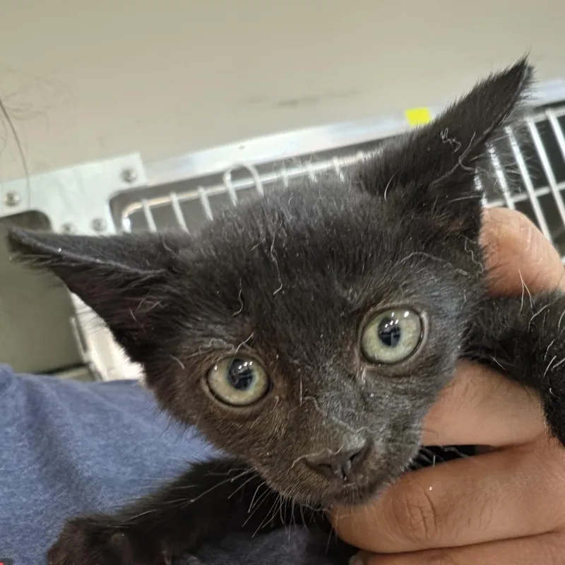 A baby small-sized female Black Domestic Short Hair cat named Anna for adoption in Leander, TX