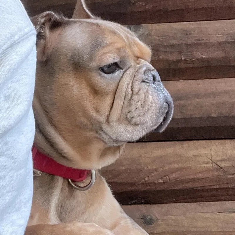 An adult medium-sized female French Bulldog dog named Dottie for adoption in Greenwich, NY