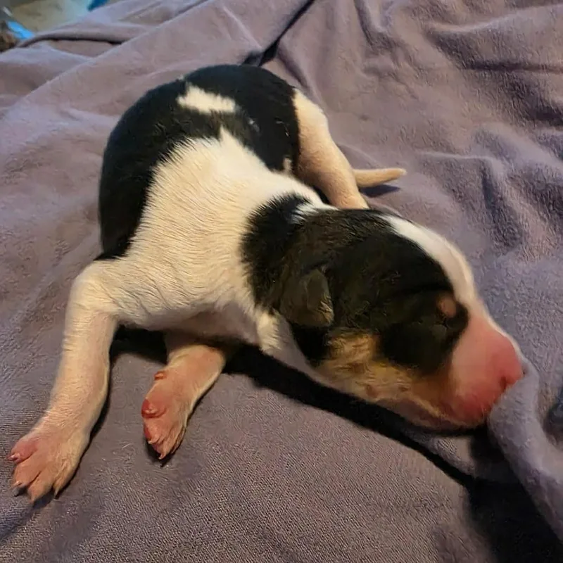 A baby small-sized female Australian Shepherd dog named CT Mist avail Oct for adoption in Stormville, NY