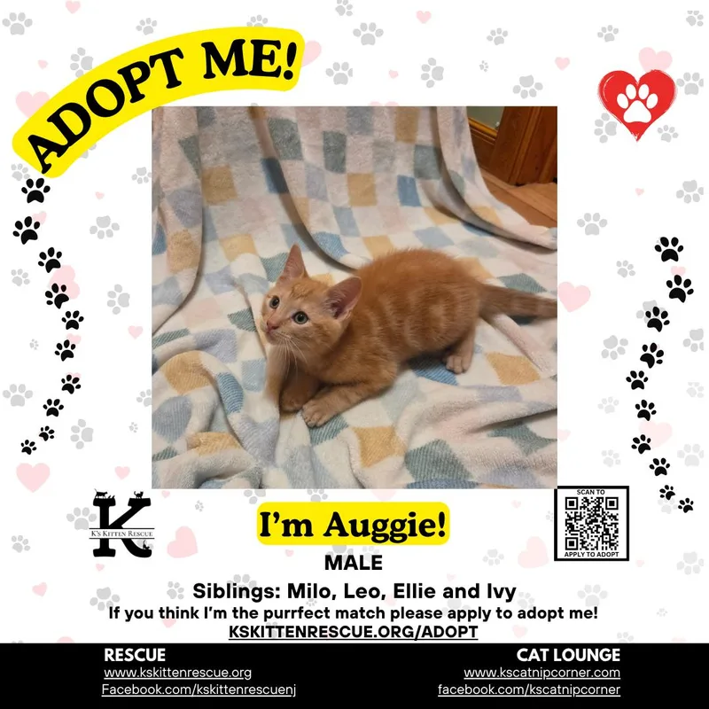 Auggie