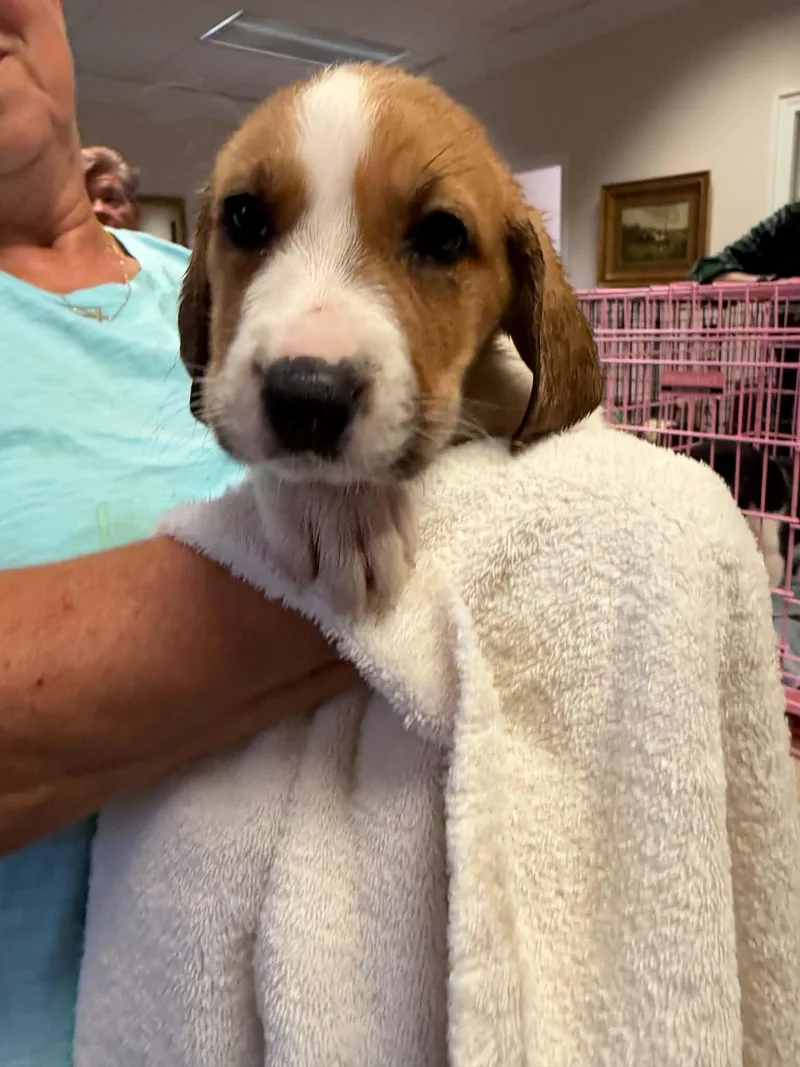 A baby large-sized female Anatolian Shepherd dog named Glinda Halloween Litter for adoption in Holly Springs, NC
