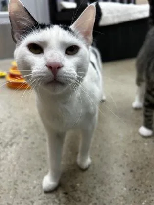 An adult small-sized female Domestic Short Hair cat named Brooke for adoption in Madison, NJ