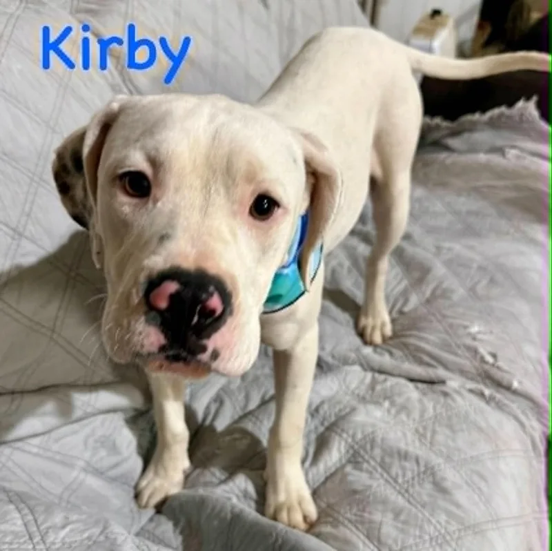 A baby medium-sized male Black Bulldog dog named Kirby for adoption in Opp, AL