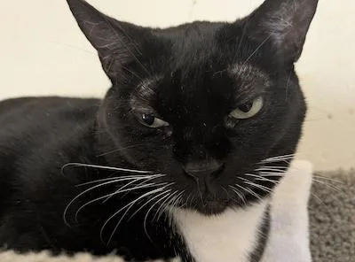 An adult small-sized female Tuxedo cat named Minnie for adoption in Palmyra, VA