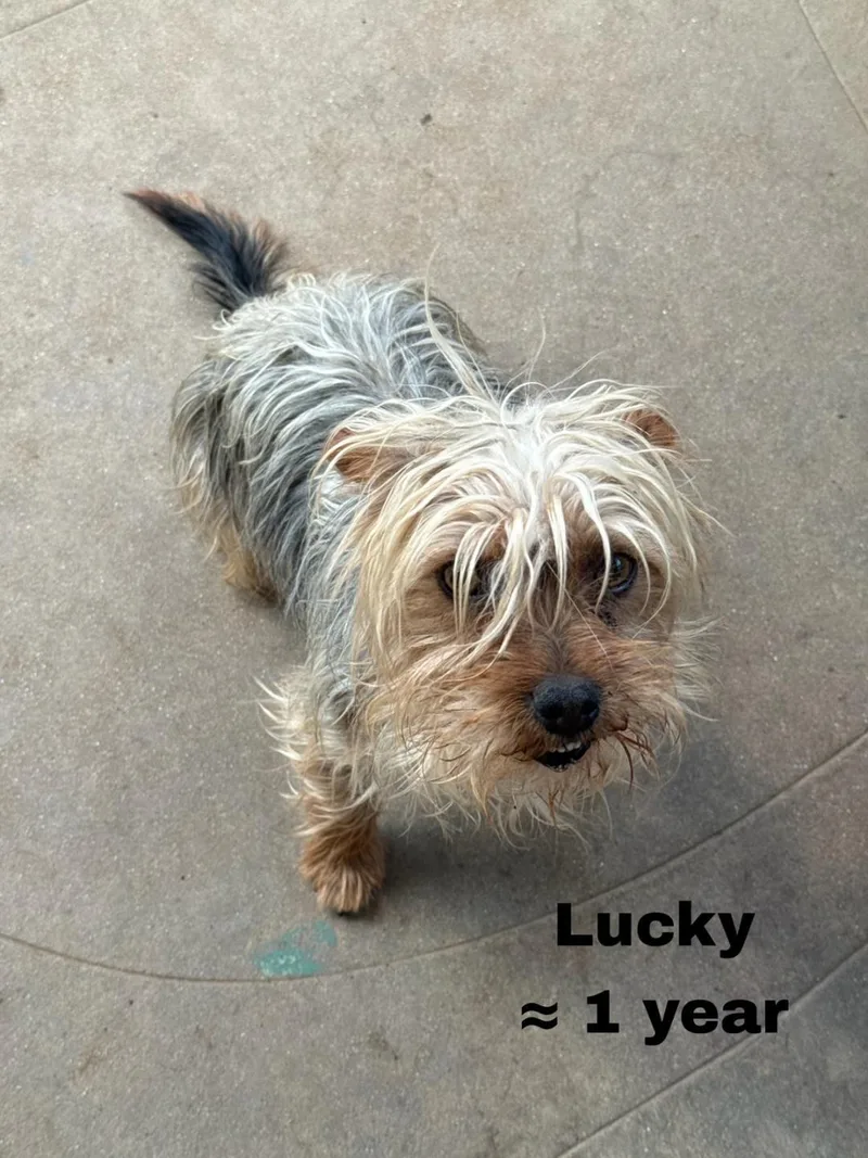 Lucky