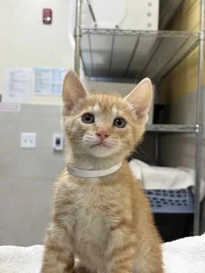 A baby small-sized male Domestic Short Hair cat named Luke Duke for adoption in Honolulu, HI