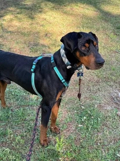 An adult extra large-sized male Mixed Breed dog named Shadobie for adoption in Chamblee, GA