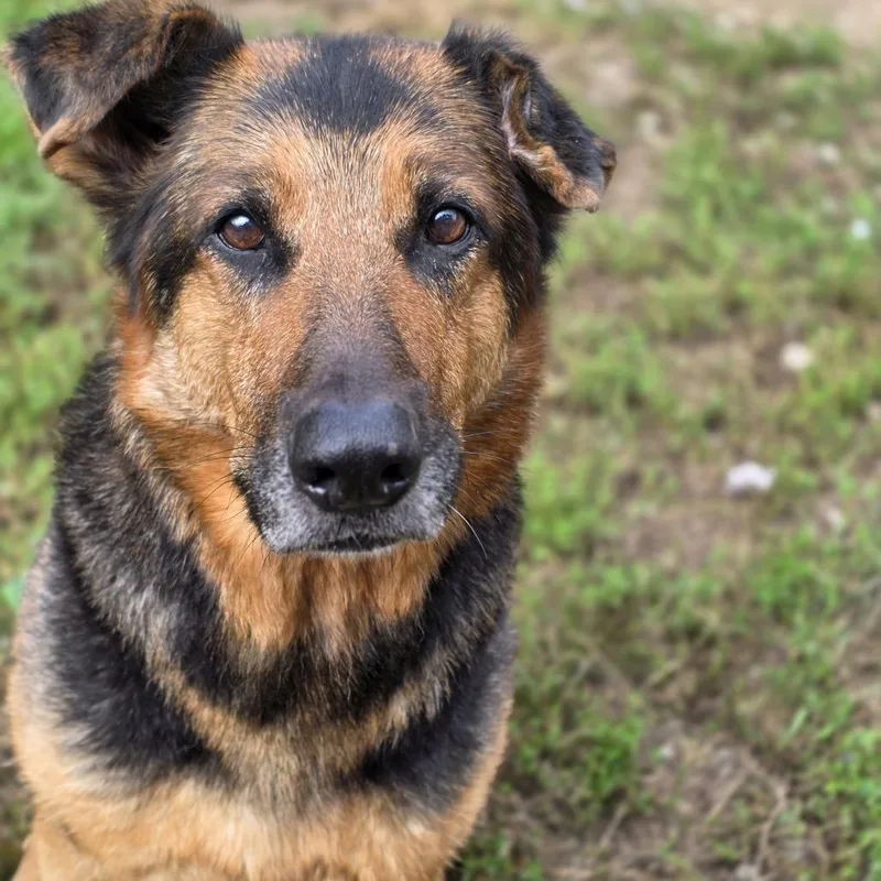 A senior small-sized female Shepherd dog named Coffee for adoption in Glenfield, NY