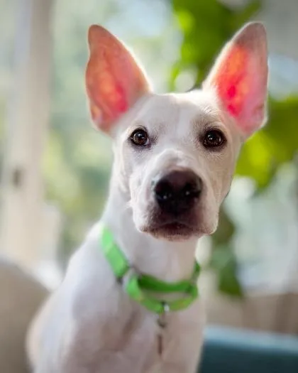 An adult medium-sized male Mixed Breed dog named Mooney for adoption in Atlanta, GA