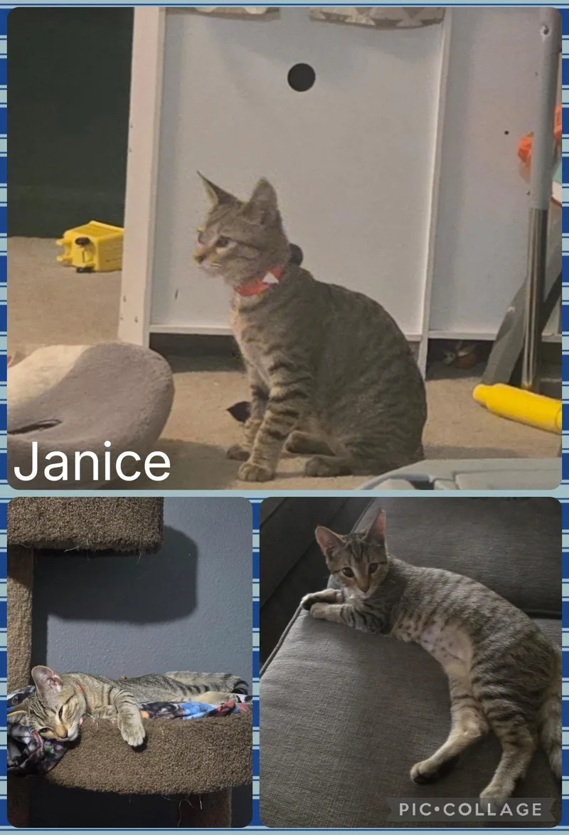 A baby small-sized female Domestic Short Hair cat named Janis for adoption in Newberg, OR