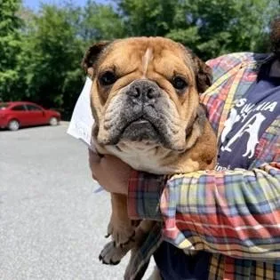An adult medium-sized female Yellow / Tan / Blond / Fawn English Bulldog dog named Cassandra for adoption in Phoenixville, PA