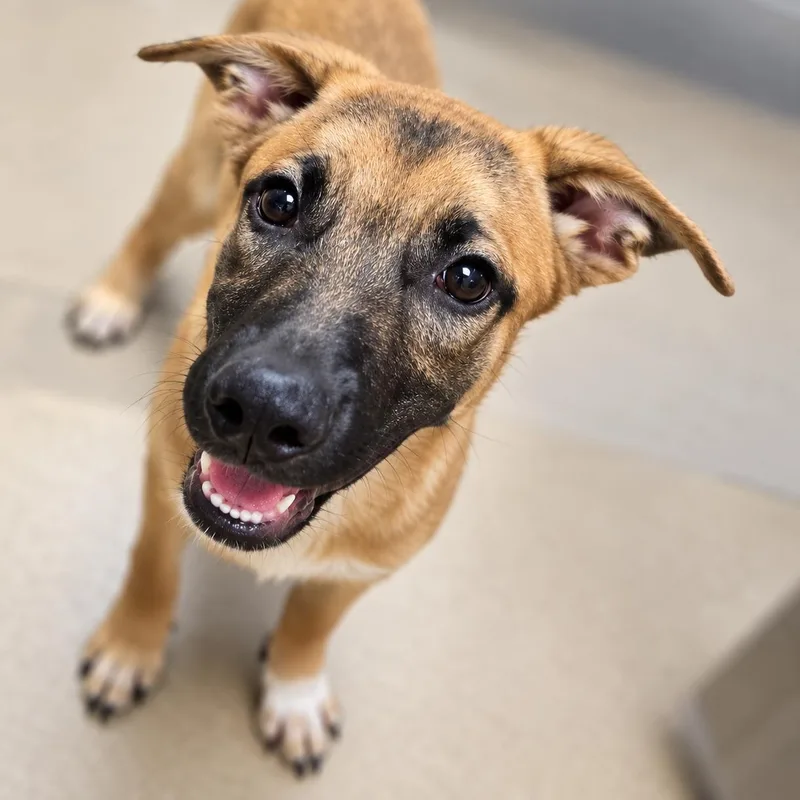 A baby medium-sized male Belgian Shepherd / Malinois dog named Rover for adoption in Duxbury, MA