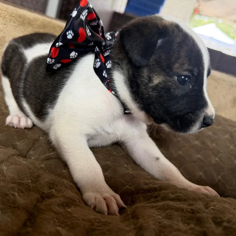 Sammy